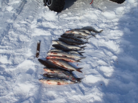 fish